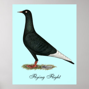 Affiches Pigeon de noir de vol de vol