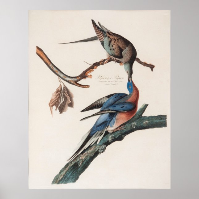 Affiches Pigeon de passager (1838) John J. Audubon (Devant)