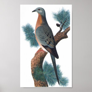 Affiches Pigeon de passager - migratorius P/folio