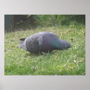 Affiches Pigeon dormant