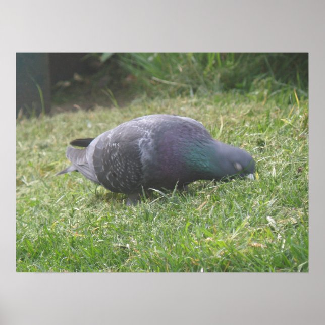Affiches Pigeon dormant (Devant)