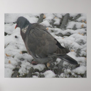 Affiches Pigeon en bois doré