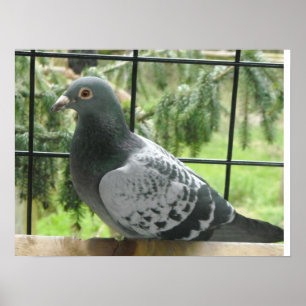 Affiches Pigeon parfait
