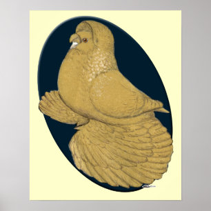 Affiches Pigeon trompette anglais : Yellow Oval