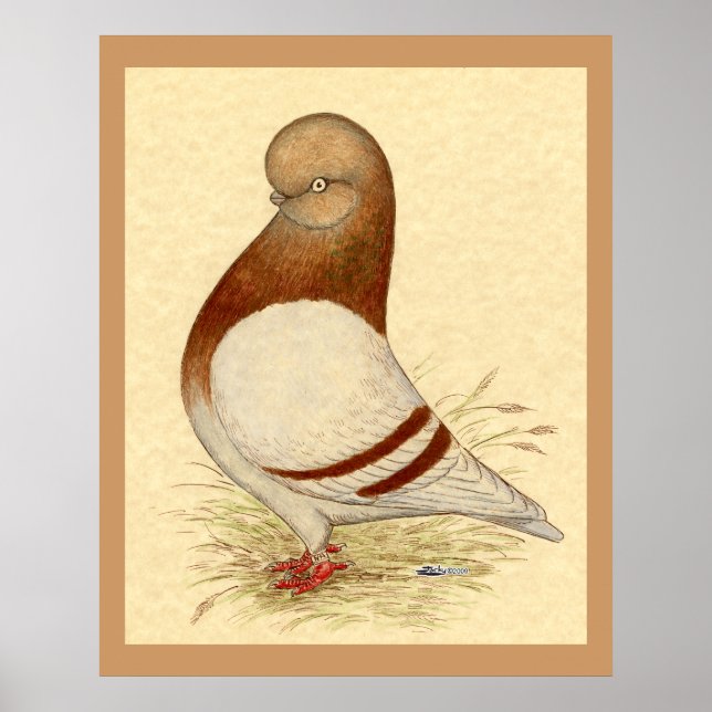 Affiches Pigeon Tumbler : LFCL Mealy (Devant)