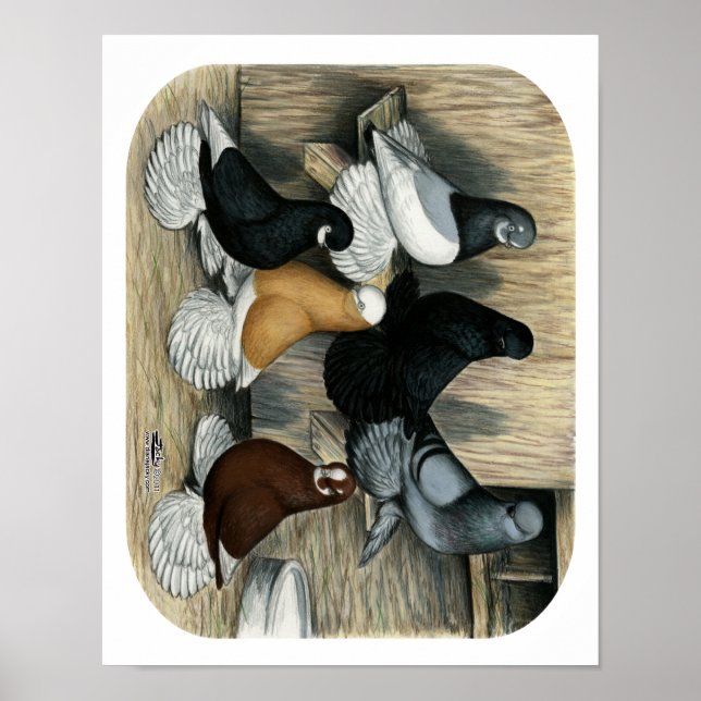 Affiches Pigeons de Tumbler Démoulés (Devant)
