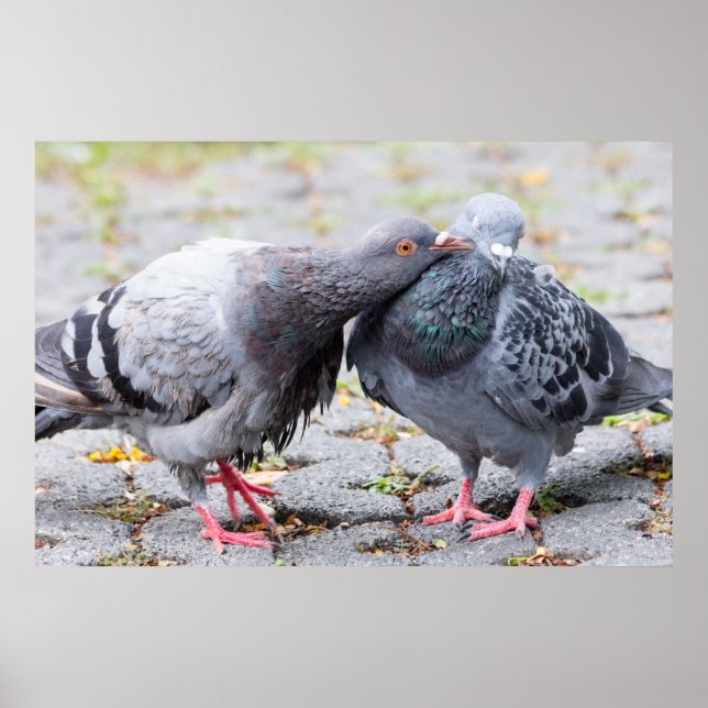 Affiches Pigeons embrassants (Devant)