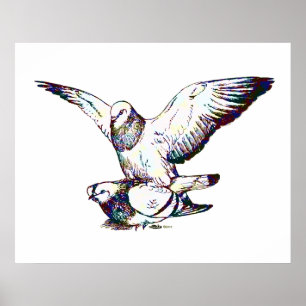 Affiches Pigeons Mating