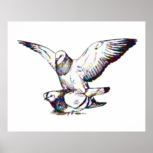 Affiches Pigeons Mating (Devant)