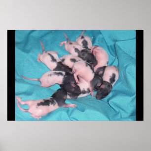 Affiches Pile de bébé