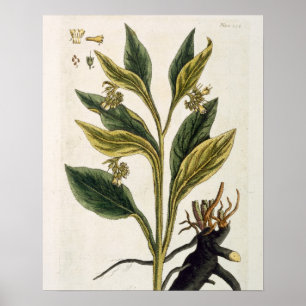 Affiches Piments rouges (gravure de couleur)