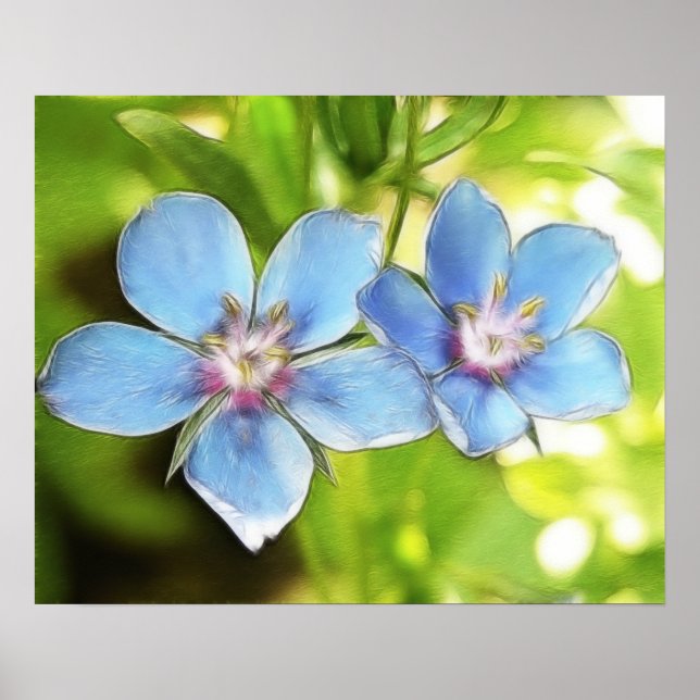 Affiches Pimpernel Bleu (Anagallis monelli) Fleurs (Devant)