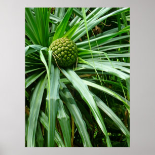 Affiches Pin à vis ou Hala