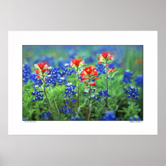 Affiches Pinceau et Bluebonnets - Texas