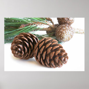 Affiches Pine branch and cones
