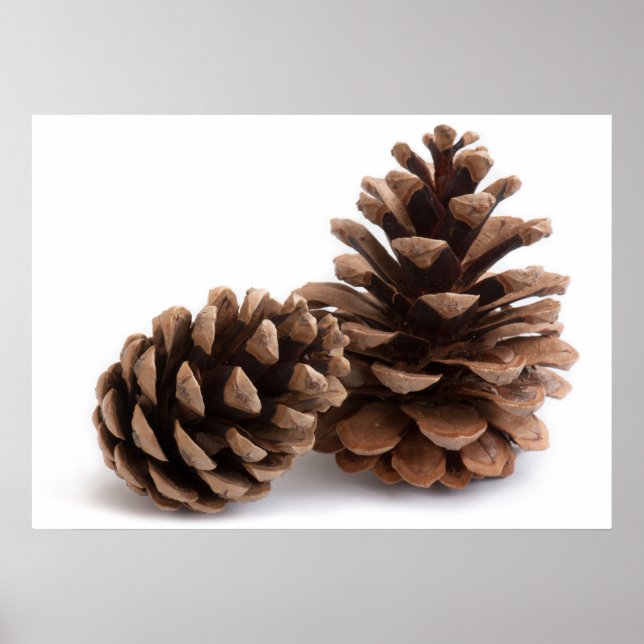 Affiches Pinecones (Devant)
