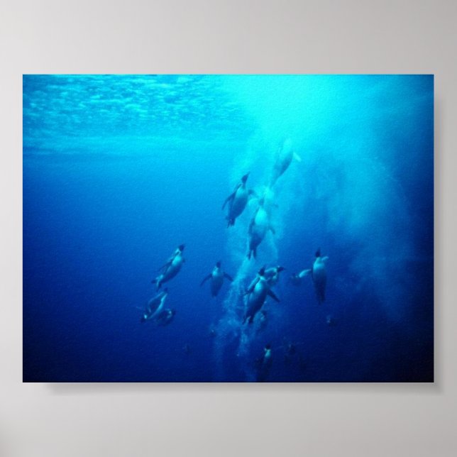 Affiches pingouin (Devant)