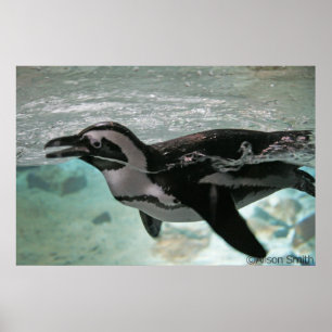 Affiches Pingouin