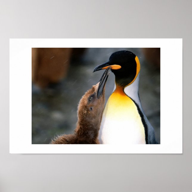 Affiches pingouin, adorable (Devant)