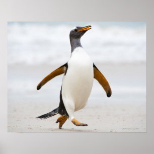 Affiches Pingouin de Gentoo