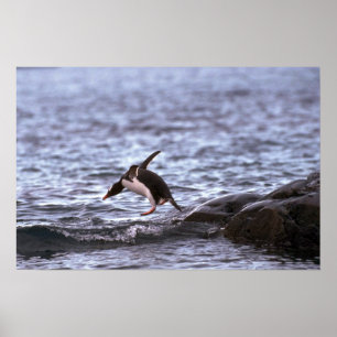 Affiches Pingouin de Gentoo sautant dans l'eau