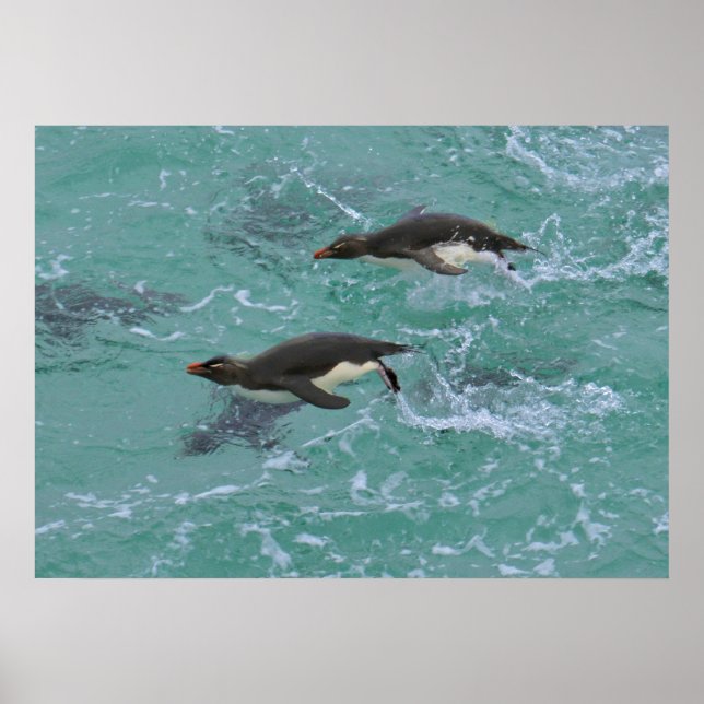 Affiches Pingouins de narines Natation (Devant)