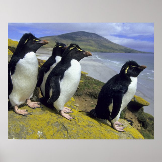 Affiches Pingouins de Rockhopper (Eudyptes chrysocome), (Devant)