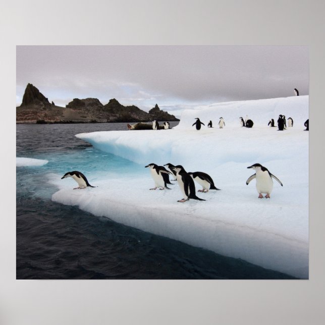 Affiches pingouins, Pygoscelis antarctica, 2 (Devant)