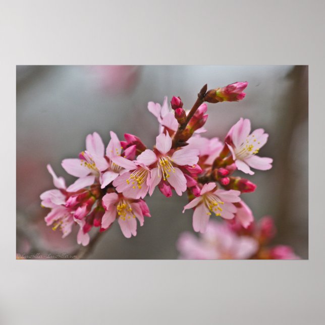 Affiches Pink Against A Gray Sky Japanese Cherry Blossoms (Devant)