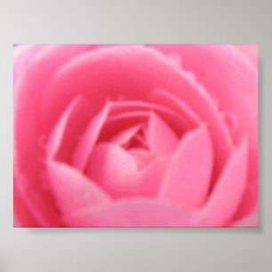 Affiches Pink Camellia Print