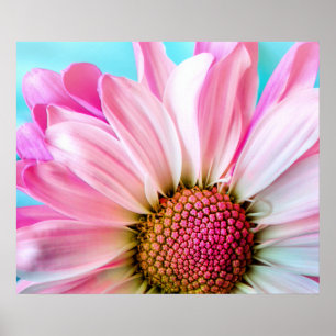 Affiches Pink Daisy Flower Bloom