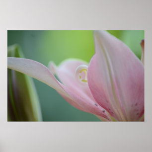 Affiches Pink Lily par Shirley Taylor