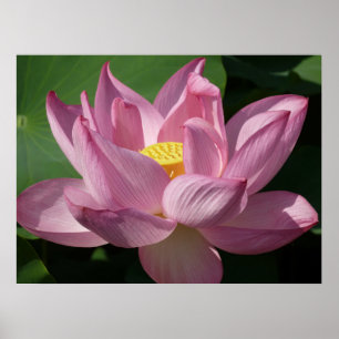 Affiches Pink Lotus Flower IV