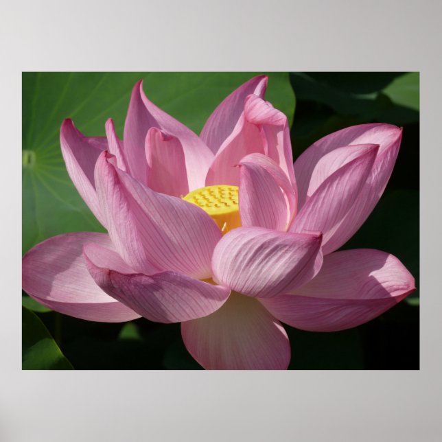 Affiches Pink Lotus Flower IV (Devant)