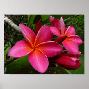 Affiches Pink Plumeria