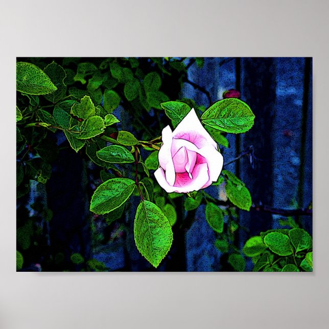 Affiches Pink Rose (Devant)