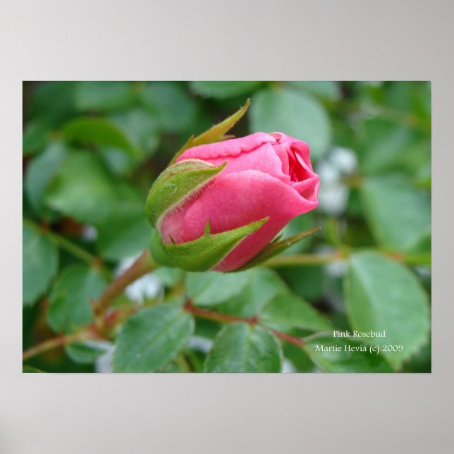 Affiches Pink Rose Bud Print - Select Your Frame (Devant)