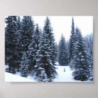 Affiches Pins en hiver