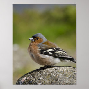 Affiches Pinson des arbres mâle (SAUVAGE : Fringilla coeleb