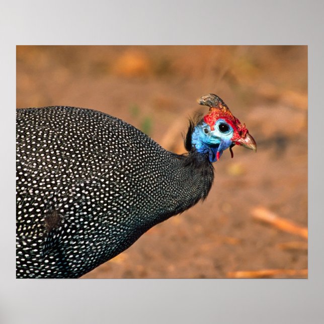 Affiches Pintade huppée (Numida meleagris). Afrique, (Devant)