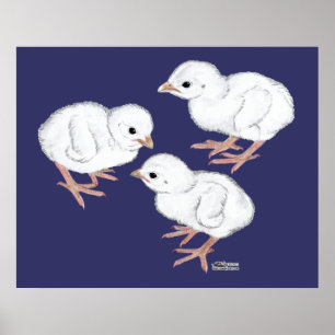 Affiches Pintades blanches