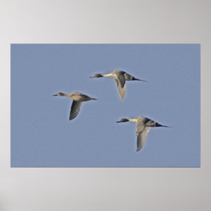 Affiches Pintails nordiques