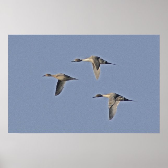 Affiches Pintails nordiques (Devant)