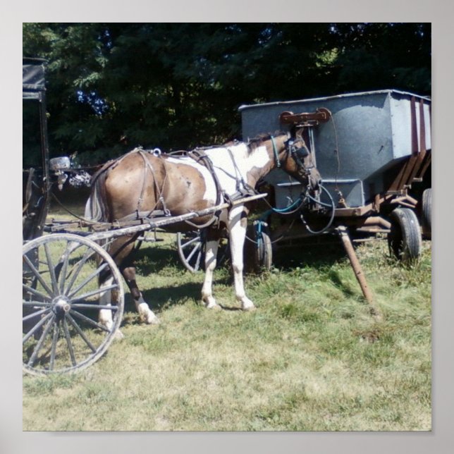 Affiches Pinto Amish Horse (Devant)