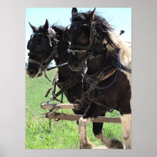 Affiches Pinto Drafts au travail