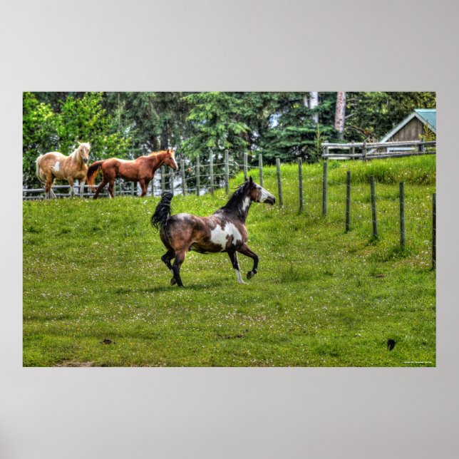 Affiches Pinto Paint & Herd Ranch Horse Equine Photo (Devant)