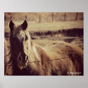 Affiches Pinto Pony