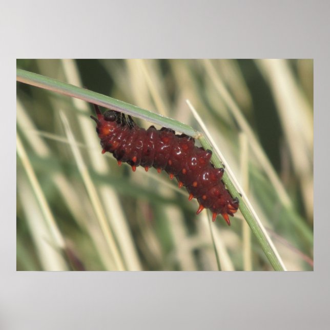 Affiches Pipevine Swallowtail Butterfly Caterpillar (Devant)