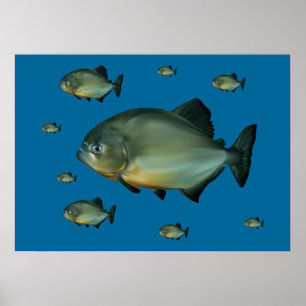 Affiches Piranhas