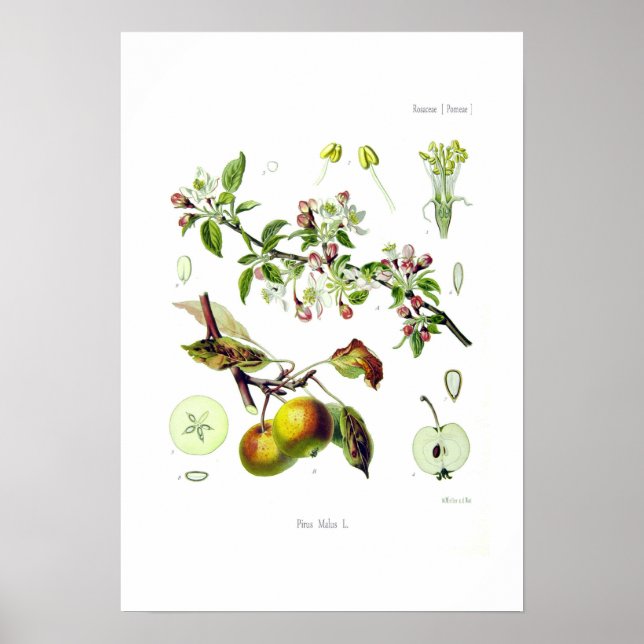 Affiches Pirus malus (Malus domestica) (Devant)